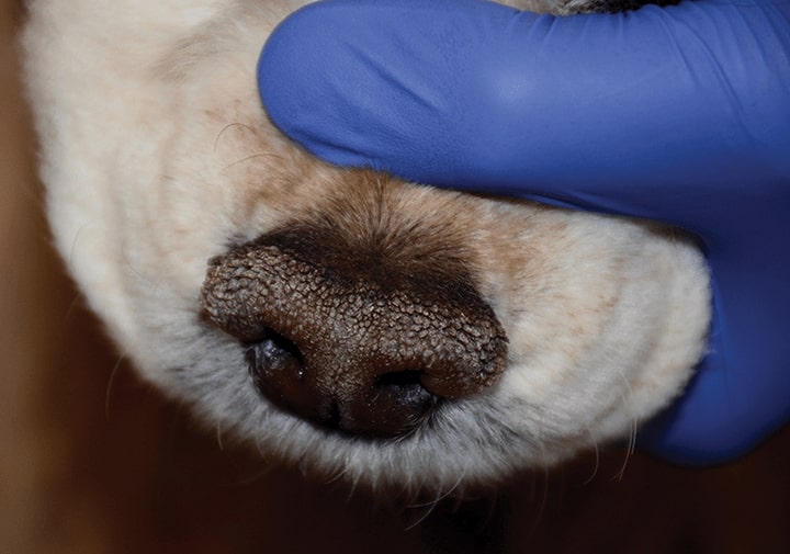 Nose dog hyperkeratosis presented on a medium-sized dog