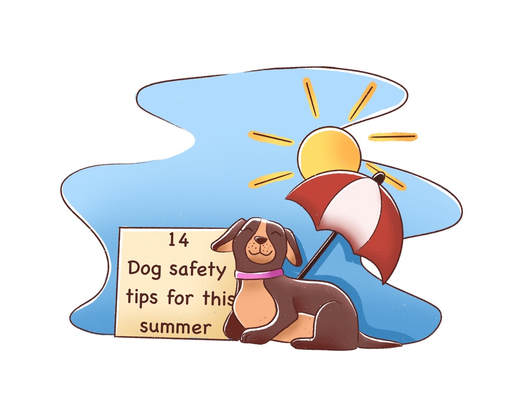 Read more about the article My Best 14 Dog Safety Tips For This Summer