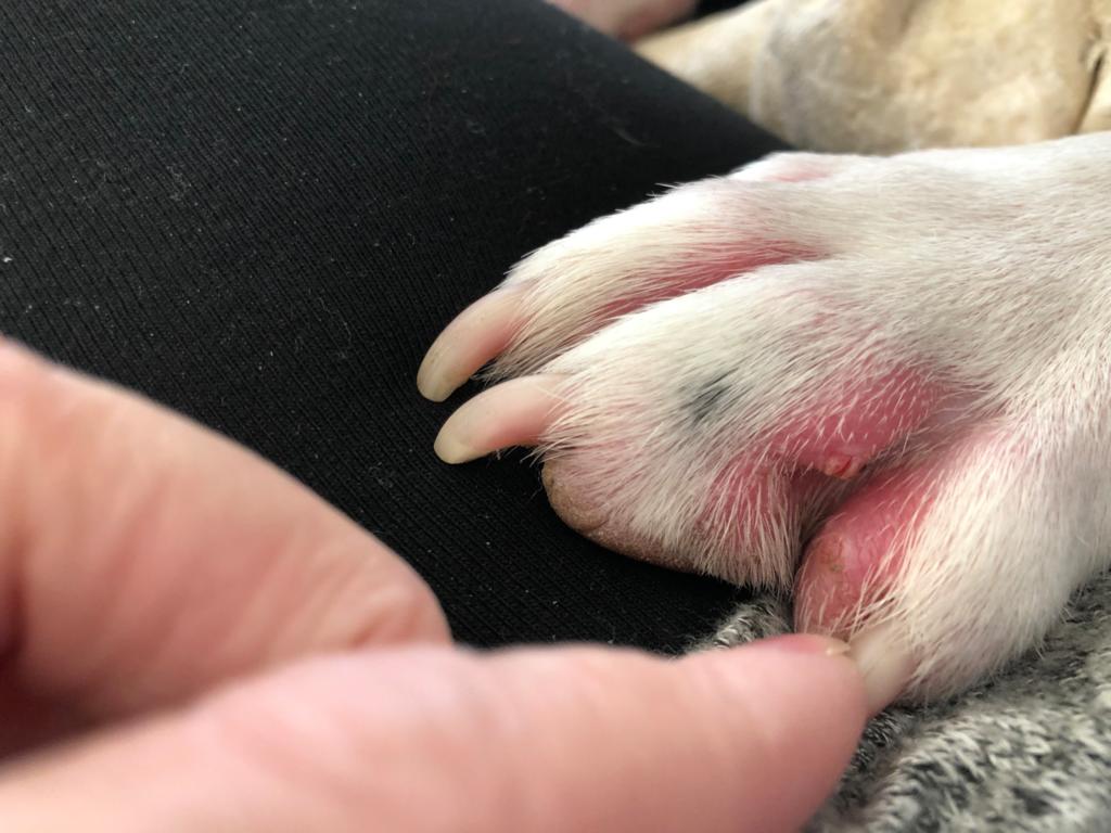 Example of redness between dog toes