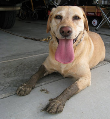 labrador dog with muddy paws