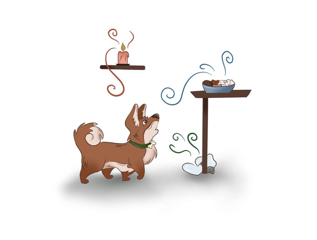 The small breed dog sniffs various things in this illustration