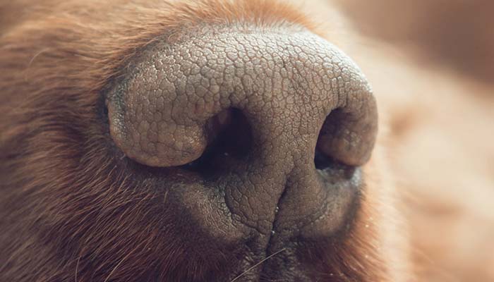 example of standart dog nasal planum