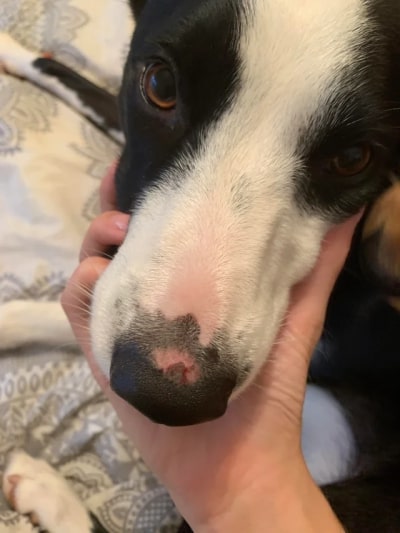 burned nose on medium sized dog
