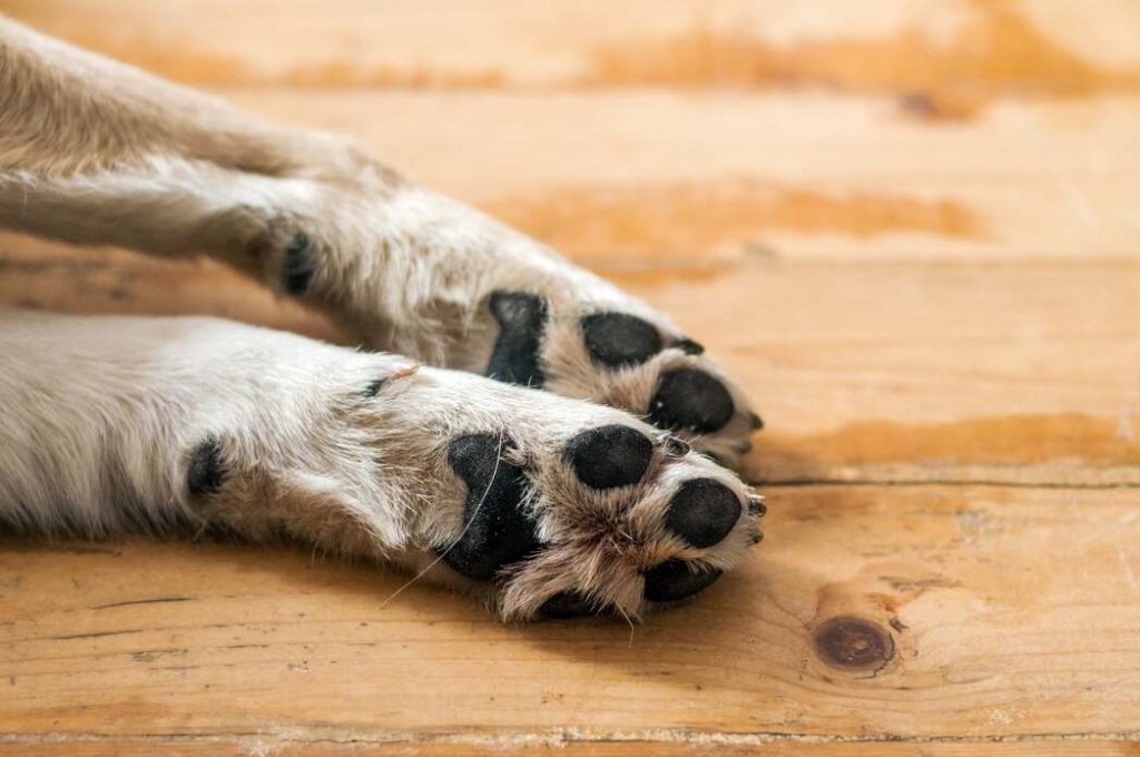 Dog Paw Pad Peeling Causes, Treatment & Healing Time