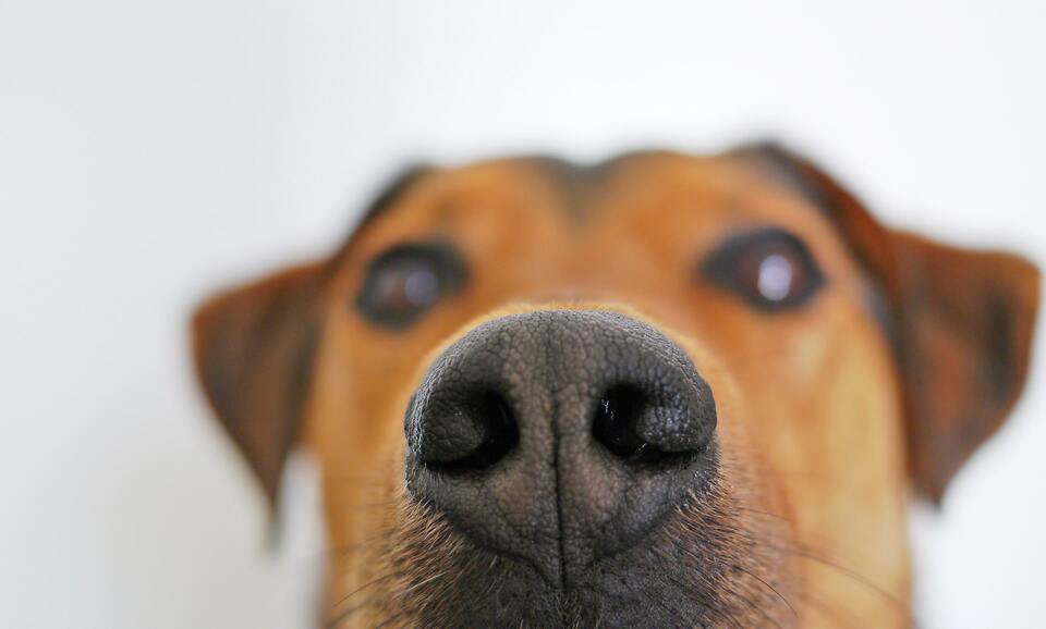 Dog with a close photo of his nose in perfect condition. A dry dog nose can occur anytime in the dog's life, be prepared how to heal it and make it healthy again.