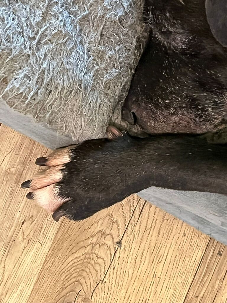 Medium-sized senior dog lying after moisturizing paw procedure.