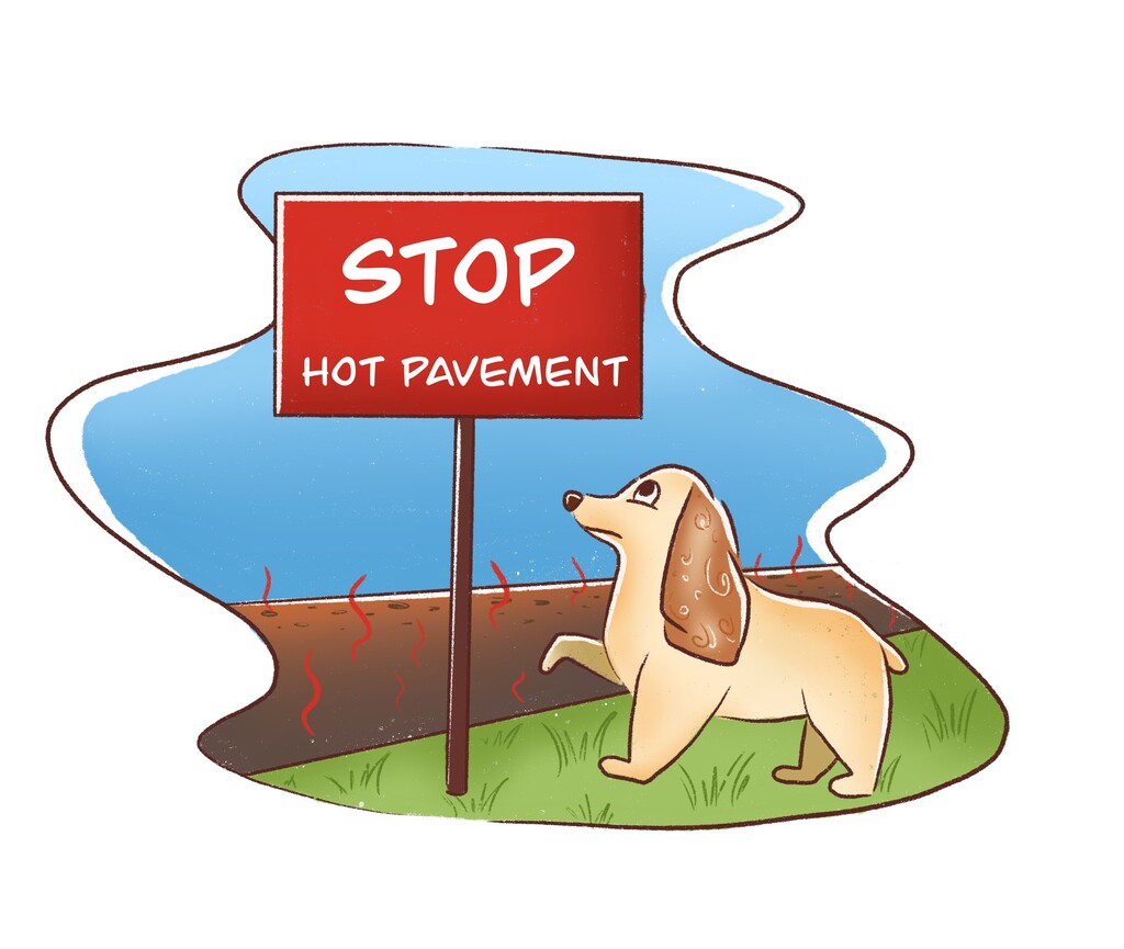 Dog is deciding whether to step on hot pavement on a walking