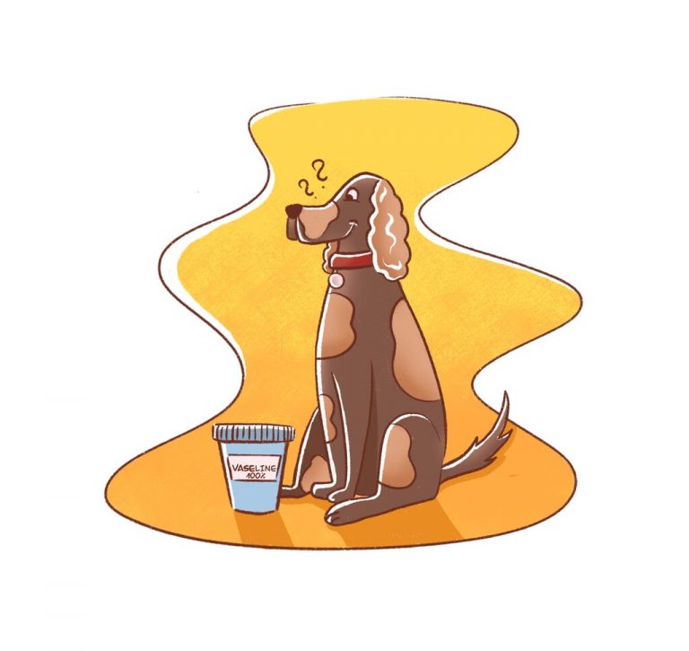 Can I put Vaseline on my dog's dry ears? Happiest Dog