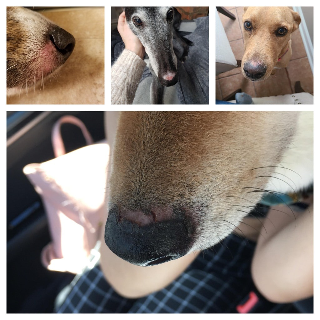 Different dog nose peeling and flaking cases 